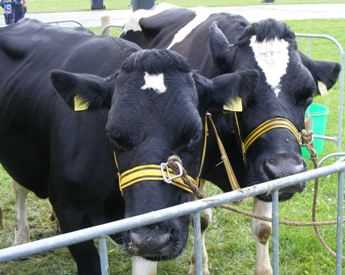 2 Fries Hollandse koeien kijken ons aan op tentoonstelling Levend Erfgoed in Liempde