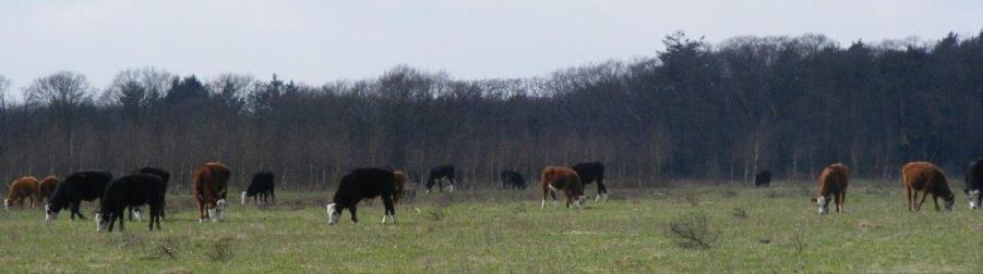 Blaarkoppen - een lange rij jonge koeien begrazen voormalig grasland, nieuwe heide - op het Duitse Veld bij Wolfheze, nabij Nieuw Reemst en Planken Wambuis.