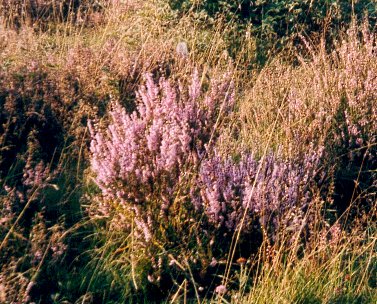 Bloeiende heideplanten omringt met gras dichtbij.