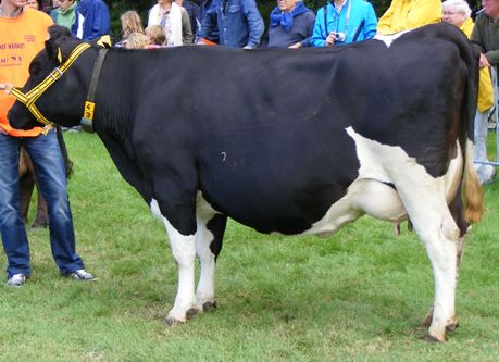 Zwartbonte Fries Hollandse koe dochter van Arkemheen 101, gefokt door Familie Lozeman uit Achterveld